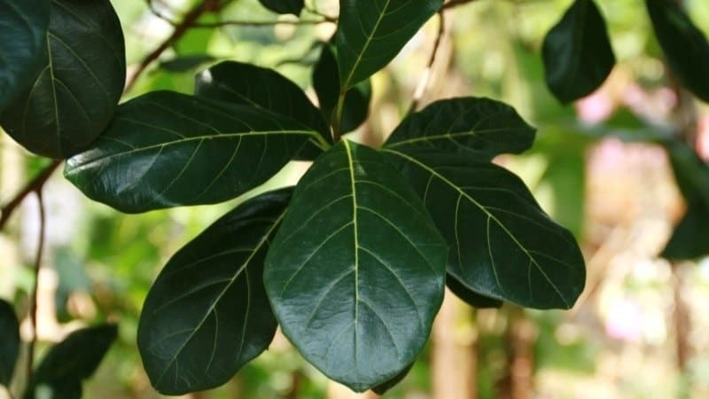 Cách chữa chàm sữa dân gian từ thiên nhiên