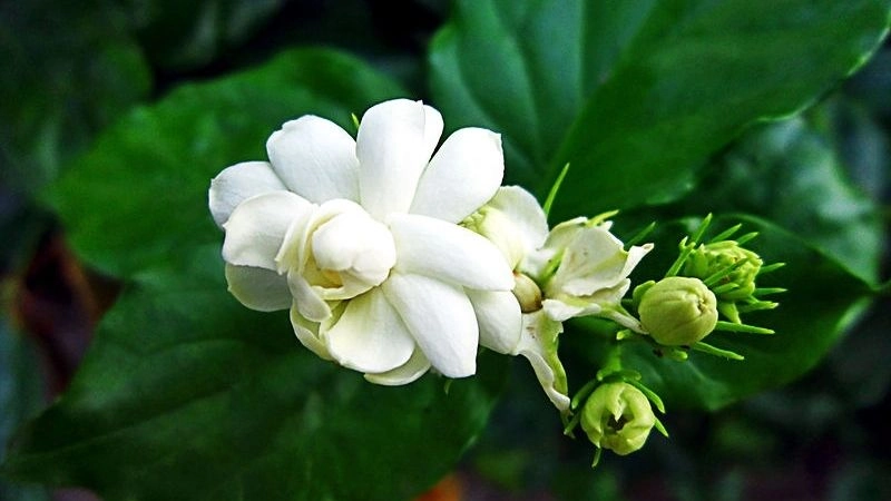 Cách chữa chàm sữa dân gian hiệu quả ngay