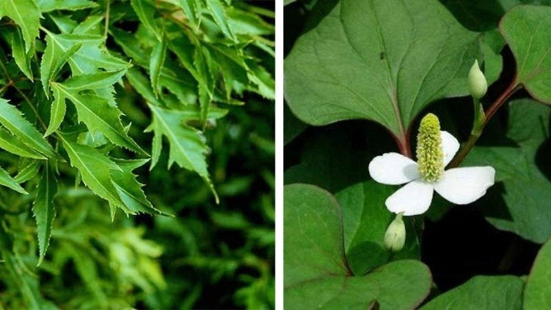 Mẹo dân gian chữa mất sữa bí truyền xưa