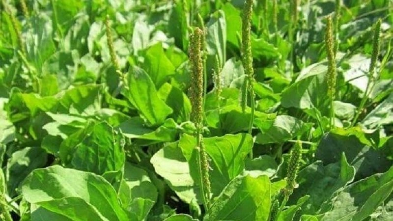 Mẹo dân gian chữa nóng gan từ thiên nhiên