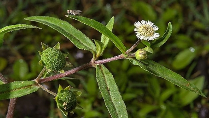 Mẹo dân gian chữa nóng gan bí truyền xưa