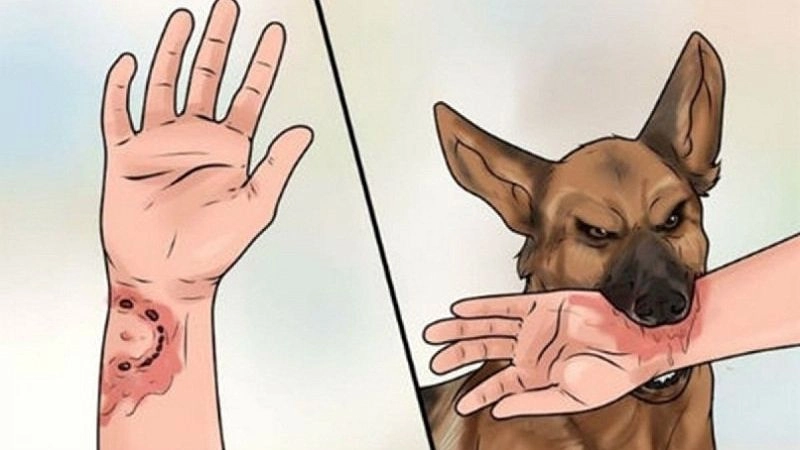 Chó nhà nuôi hoàn toàn có thể bị dại