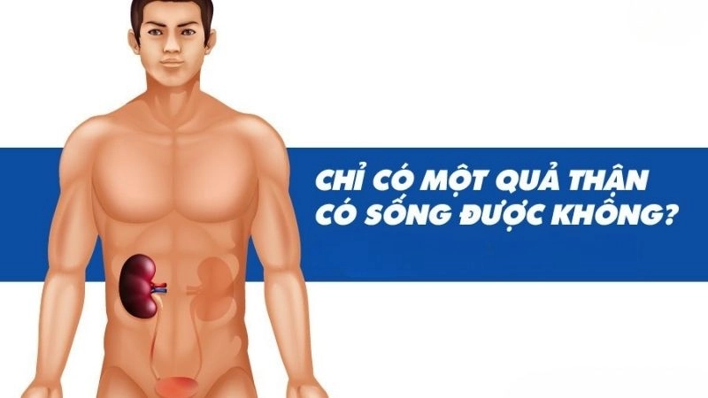 Còn một quả thận có thể sống bình thường với một quả thận, nếu thận còn lại khỏe mạnh
