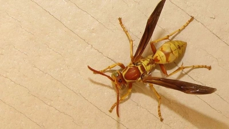 Cách phòng tránh bị ong vàng đốt hiệu quả