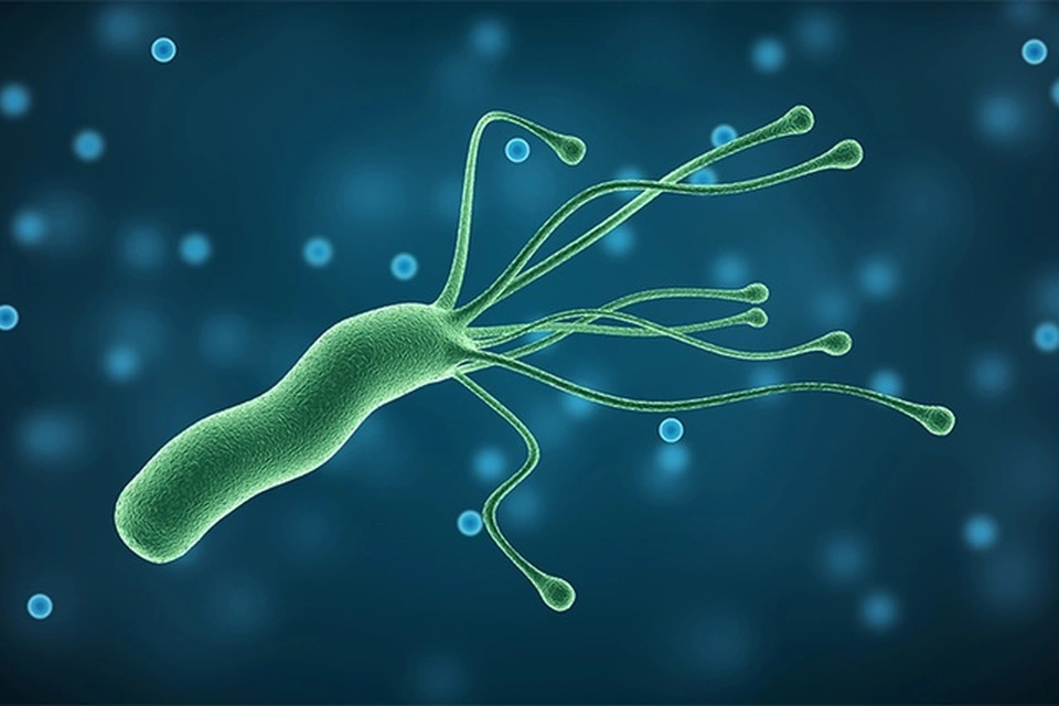 Vi khuẩn HP dạ dày có tên đầy đủ là helicobacter pylori