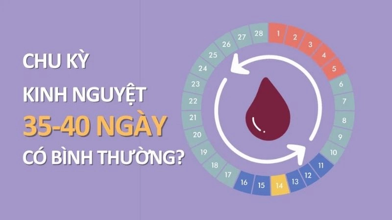 Những người có vòng kinh dài sẽ có khả năng thụ thai thấp hơn vòng kinh bình thường