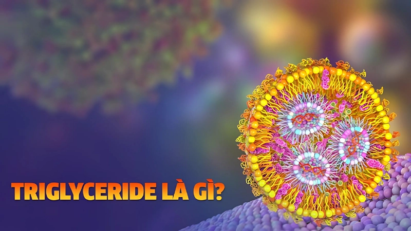 Triglyceride là chất gì? Nguồn gốc và vai trò trong cơ thể
