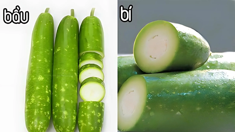 Đặc điểm hình dáng nhận diện bầu và bí qua dáng quả