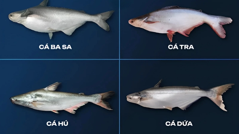 Cách phân biệt cá dứa và cá basa