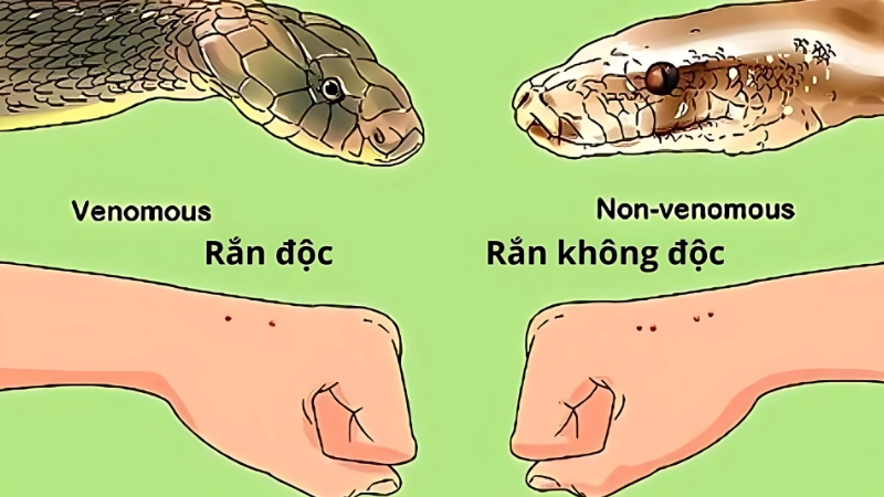 Hình dáng đầu thân đuôi cách nhận biết rắn độc