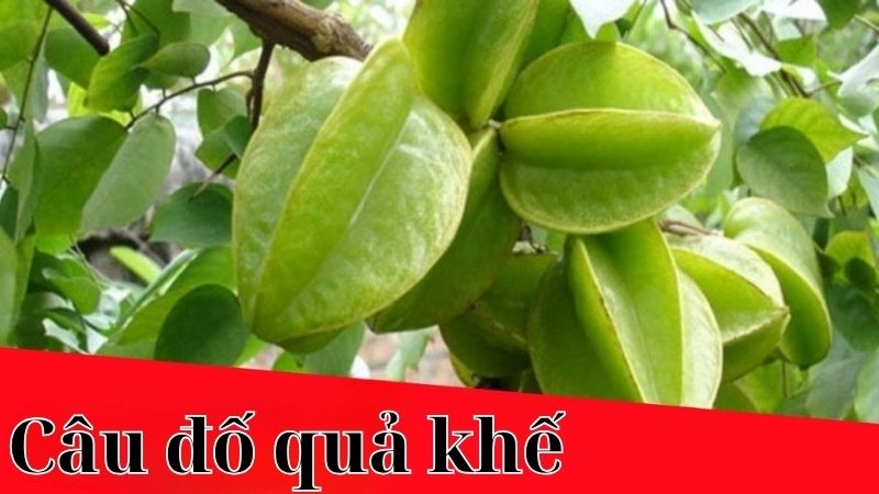 Câu đố quả khế giúp bé khám phá thiên nhiên