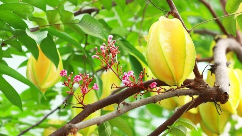 Câu đố quả khế cho giờ học thêm sinh động