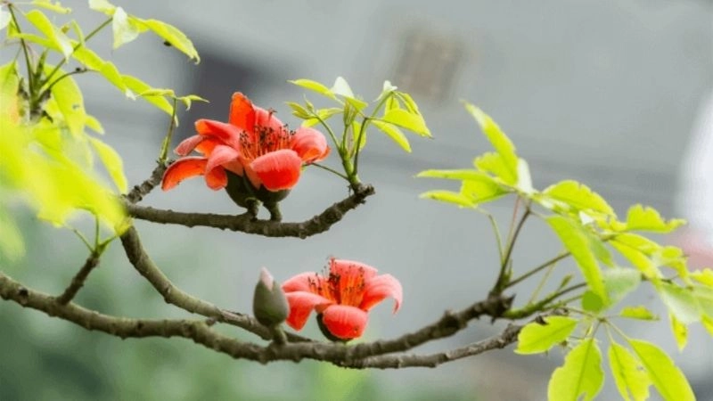Câu đố vui về hoa mang hương sắc tuổi thơ tươi đẹp