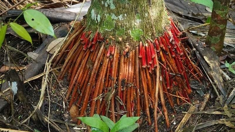 Mẹo dân gian chữa yếu sinh lý từ rễ cau hiệu nghiệm