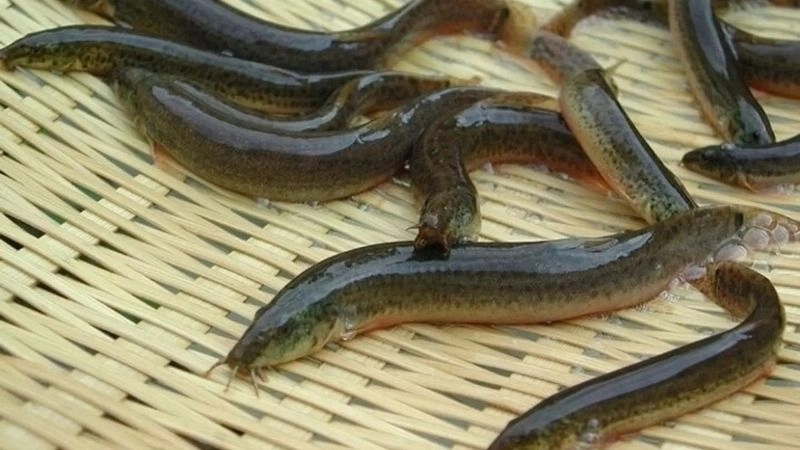 Mẹo dân gian chữa yếu sinh lý không cần dùng thuốc