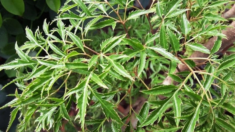 Mẹo chữa mất ngủ dân gian dễ làm lại tiết kiệm