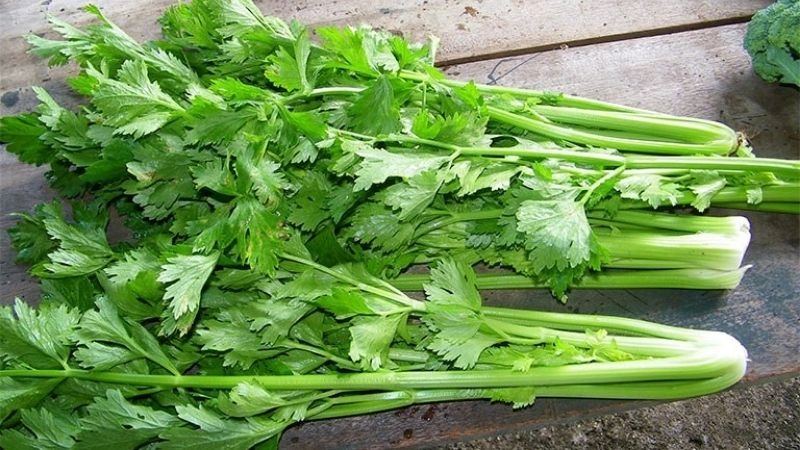 Mẹo cai rượu theo kinh nghiệm dân gian xưa nay