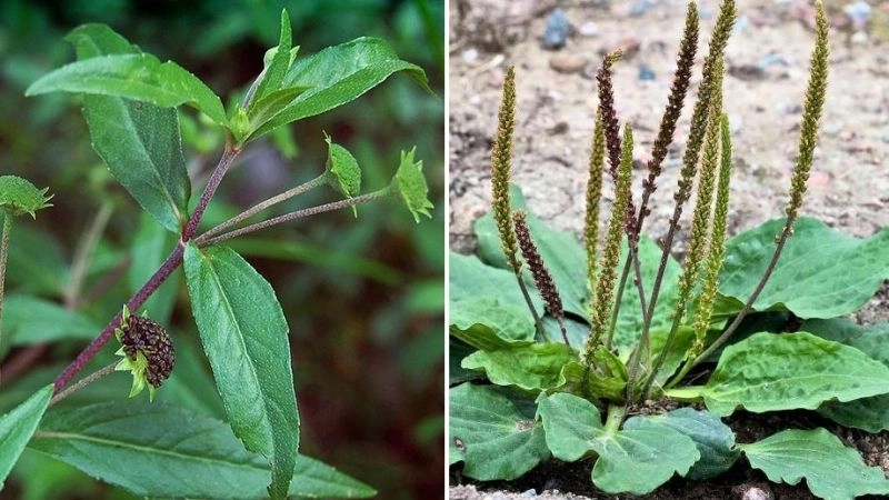 Khám phá cách trị sỏi niệu quản hiệu quả từ mẹo dân gian xưa