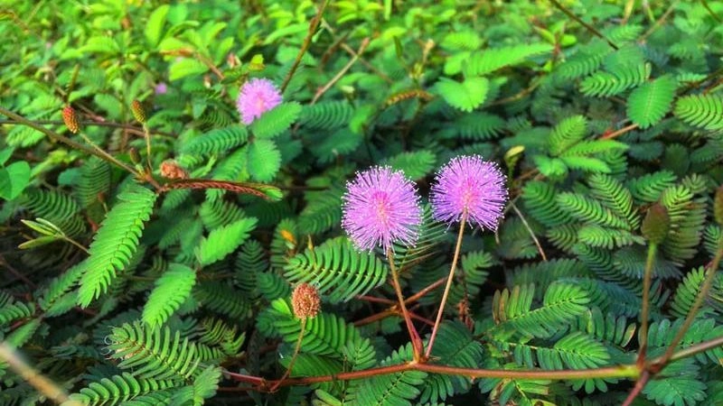 Mẹo dân gian chữa đau lưng hiệu quả bất ngờ