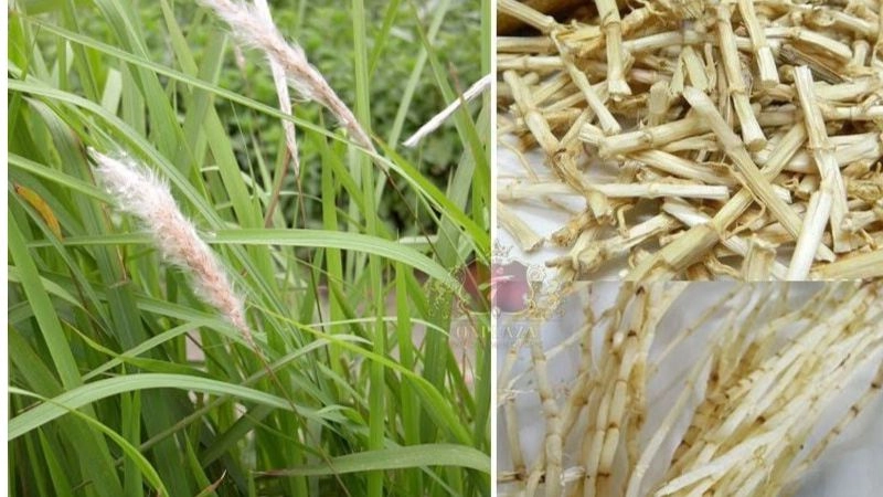 Mẹo dân gian trị chảy máu cam được truyền miệng lâu đời Ask ChatGPT