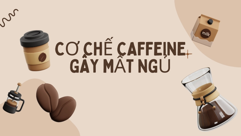 Cơ chế caffeine gây mất ngủ và rối loạn lo âu