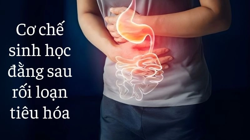 Cơ chế sinh học đằng sau rối loạn tiêu hóa