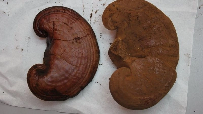 Kiểm chứng bằng mùi vị đặc trưng khi sắc nước