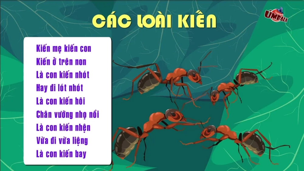 Hình ảnh minh họa đồng dao về các loài vật con rùa