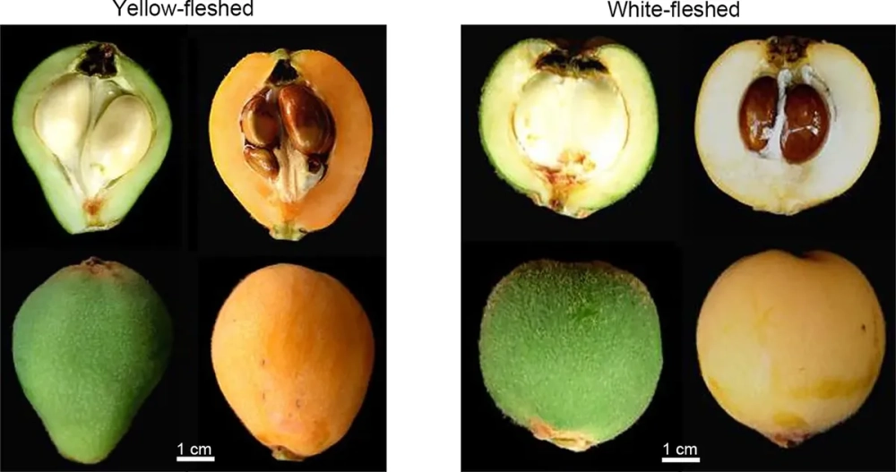 Nhận biết hoa quả chín tự nhiên bơ khi lắc nhẹ nghe tiếng hạt lăn bên trong
