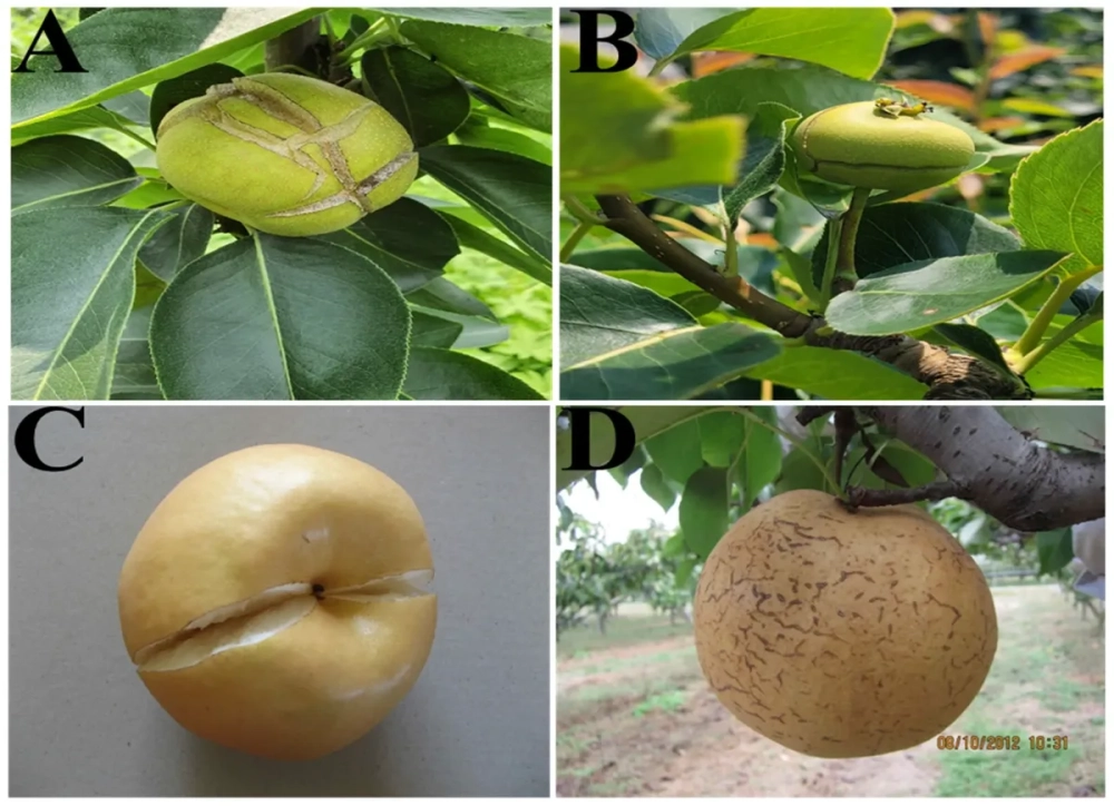 Dấu hiệu nứt vỏ tự nhiên trên quả hồng chín cây