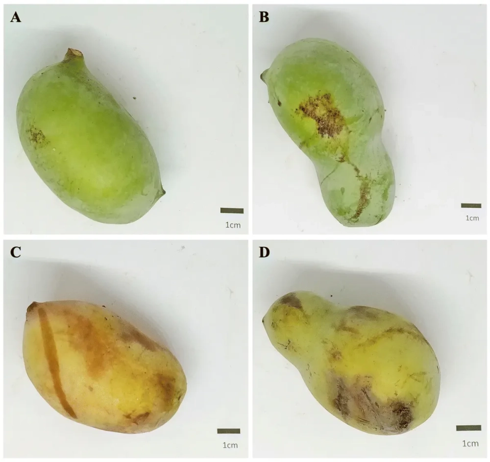 Quan sát màu sắc vỏ quả xoài chín tự nhiên qua các giai đoạn