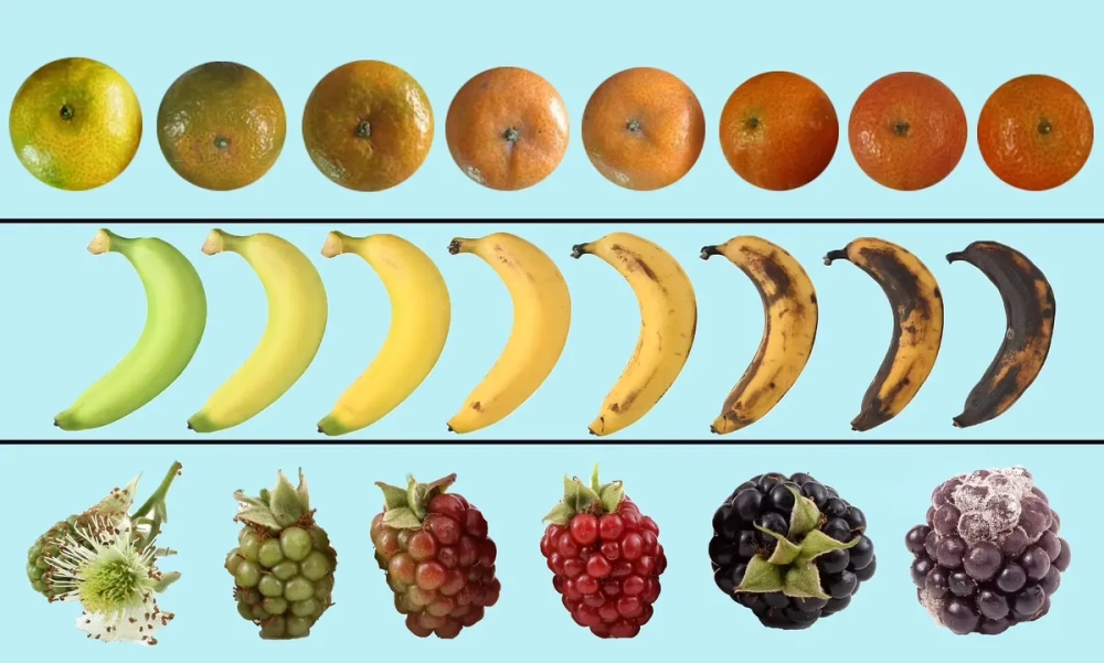 Biểu đồ màu sắc nhận biết chuối và quýt chín tự nhiên