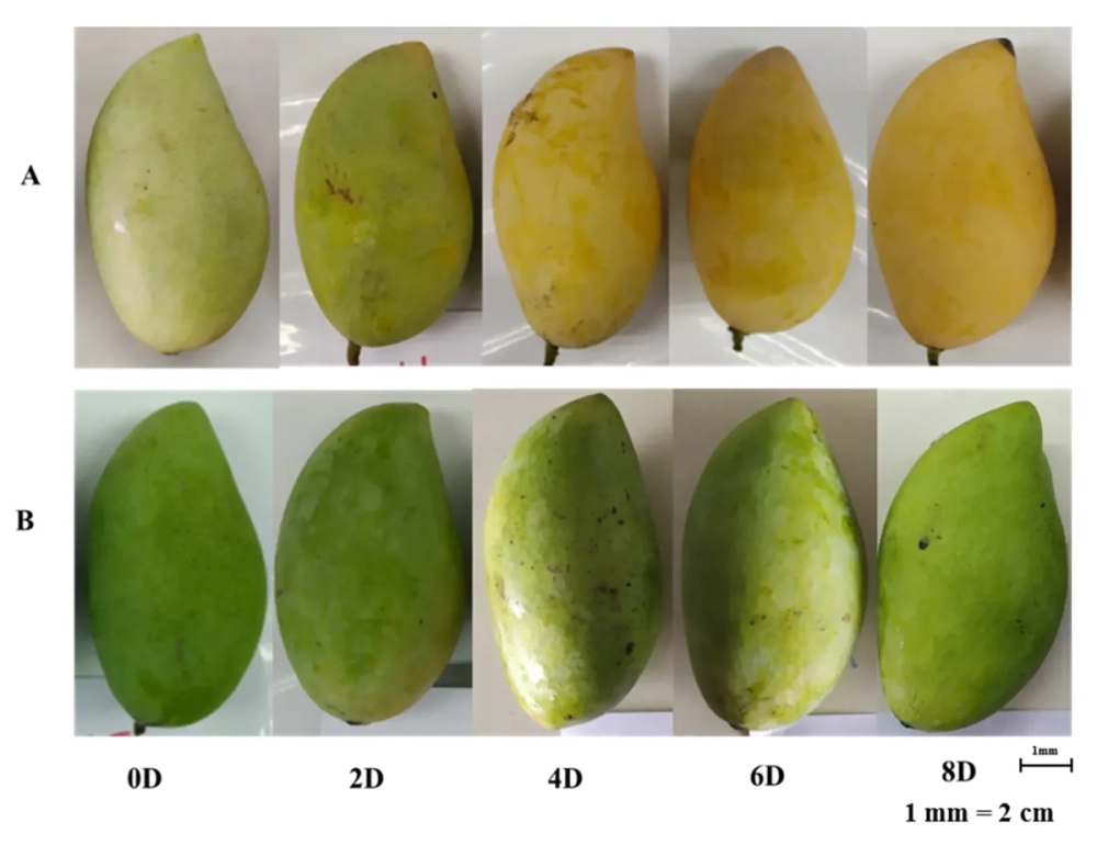 Nhận biết hoa quả chín tự nhiên xoài có phần cuống lún xuống và thơm đậm