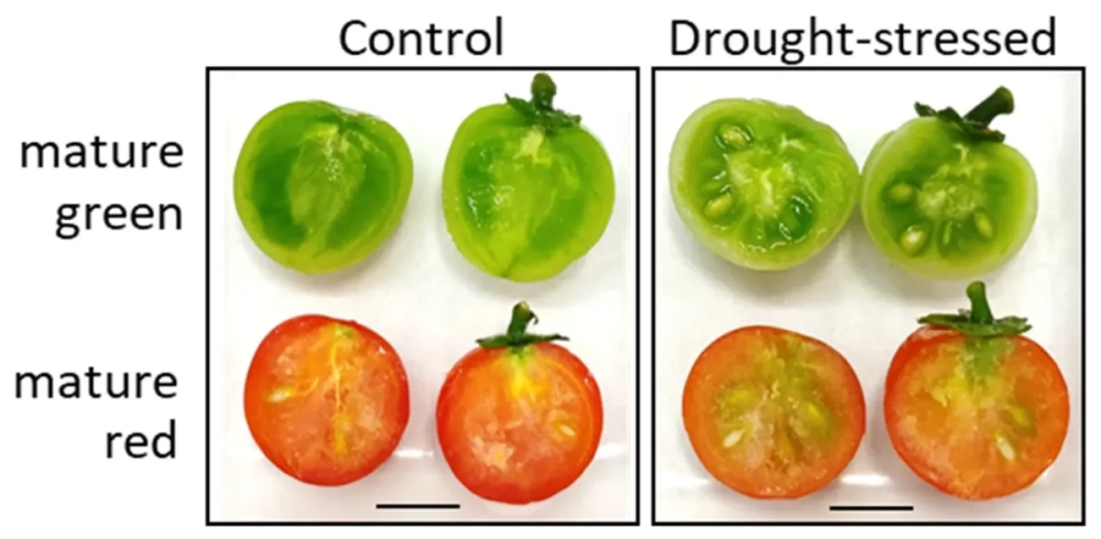 Cấu trúc bên trong quả cà chua chín đỏ tự nhiên an toàn
