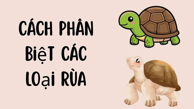 Quan sát hình dáng mai rùa để đoán môi trường sống